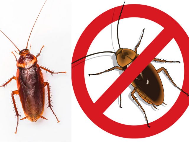 cockroach not allow
