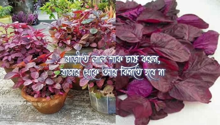 লাল শাক